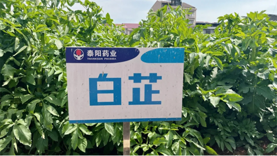 泰陽藥業(yè)